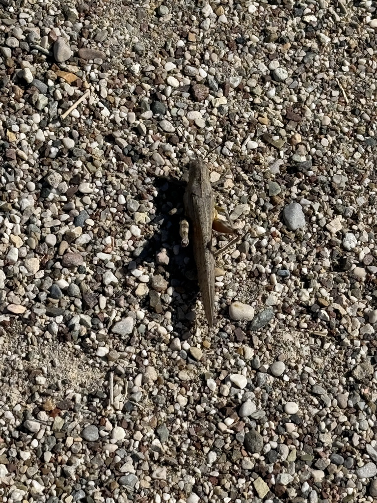 Grasshopper at the northwest side of the Agora at the Ancient City of Perge