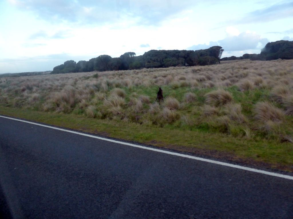 Wallaby in a grassland at the Phillip Island Nature Park, viewed from our tour bus