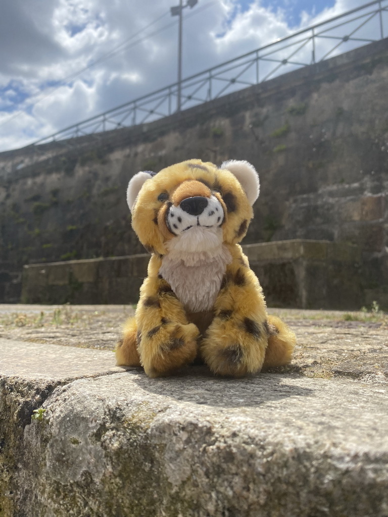 Plush Leopard at the Rua de Miragaia street