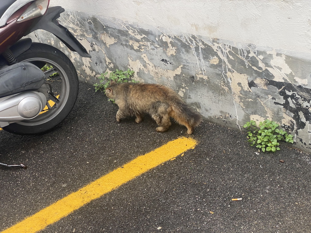 Cat at the Parking Lot Fratelli Milano at the Viale Pasitea street