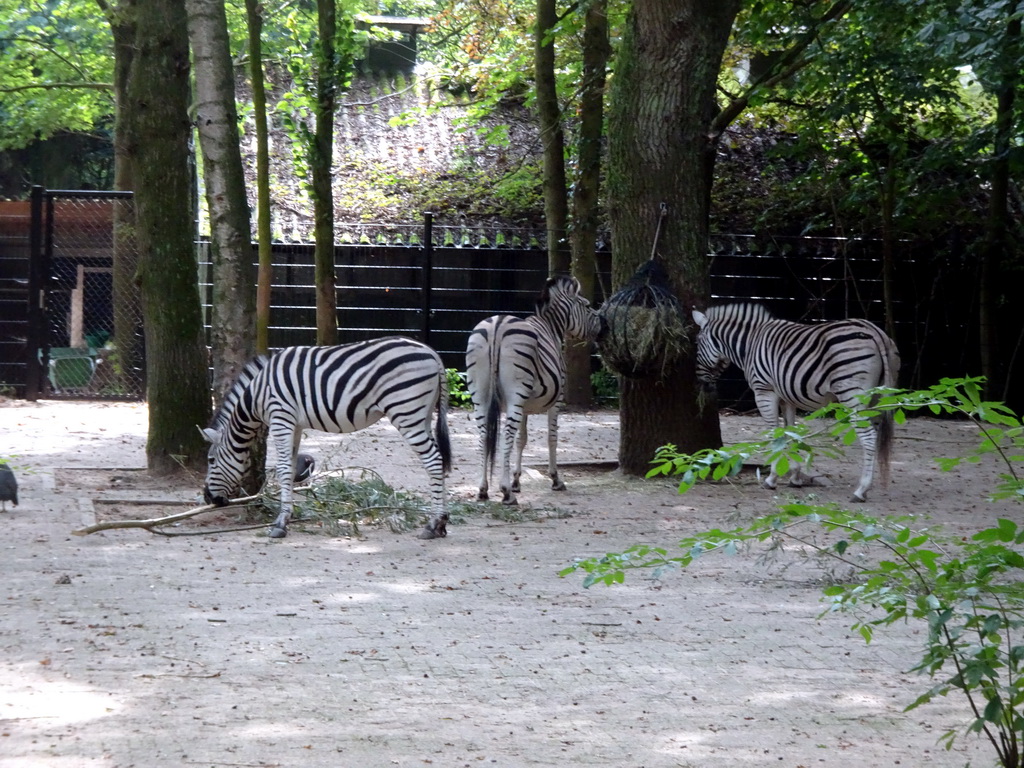 Burchell`s Zebras at the Ouwehands Dierenpark zoo