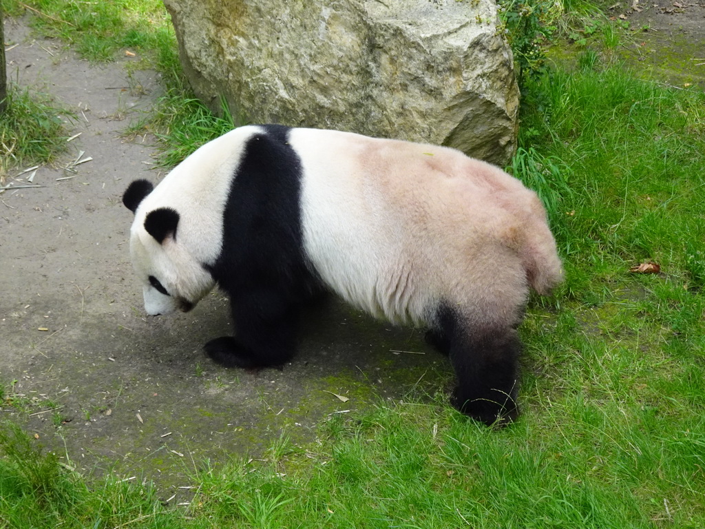 The Giant Panda `Xing Ya` at his outside residence at Pandasia at the Ouwehands Dierenpark zoo