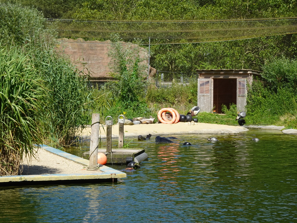 Harbor Seals, Black Crowned Cranes and a Southern Ground Hornbill at the Wad at the Ouwehands Dierenpark zoo