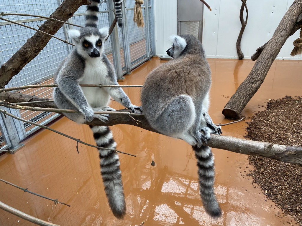 Ring-tailed Lemurs at the Oceanium at the Diergaarde Blijdorp zoo