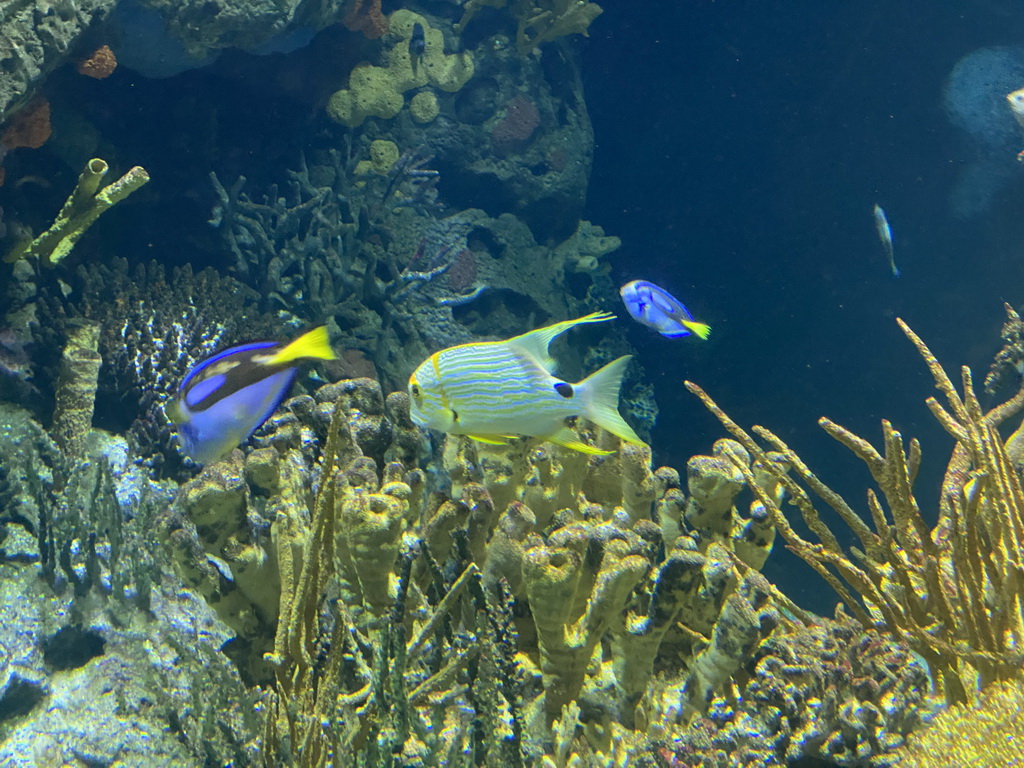 Fishes and coral at the Great Barrier Reef section at the Oceanium at the Diergaarde Blijdorp zoo