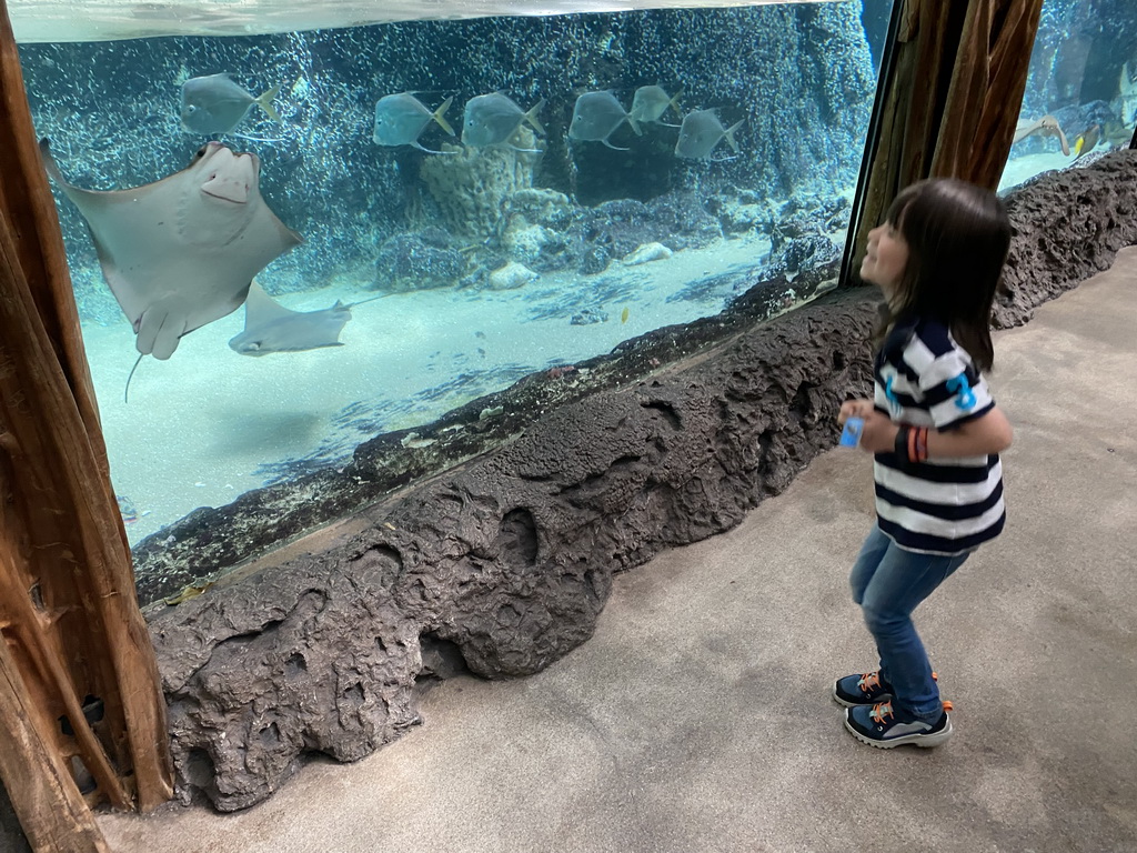 Max with Cownose Rays and Lookdowns at the Caribbean Sand Beach section at the Oceanium at the Diergaarde Blijdorp zoo