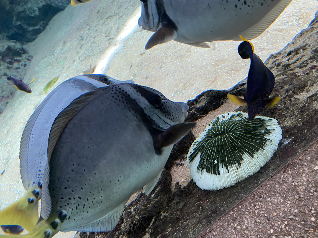 Fishes and coral at the Caribbean Sand Beach section at the Oceanium at the Diergaarde Blijdorp zoo