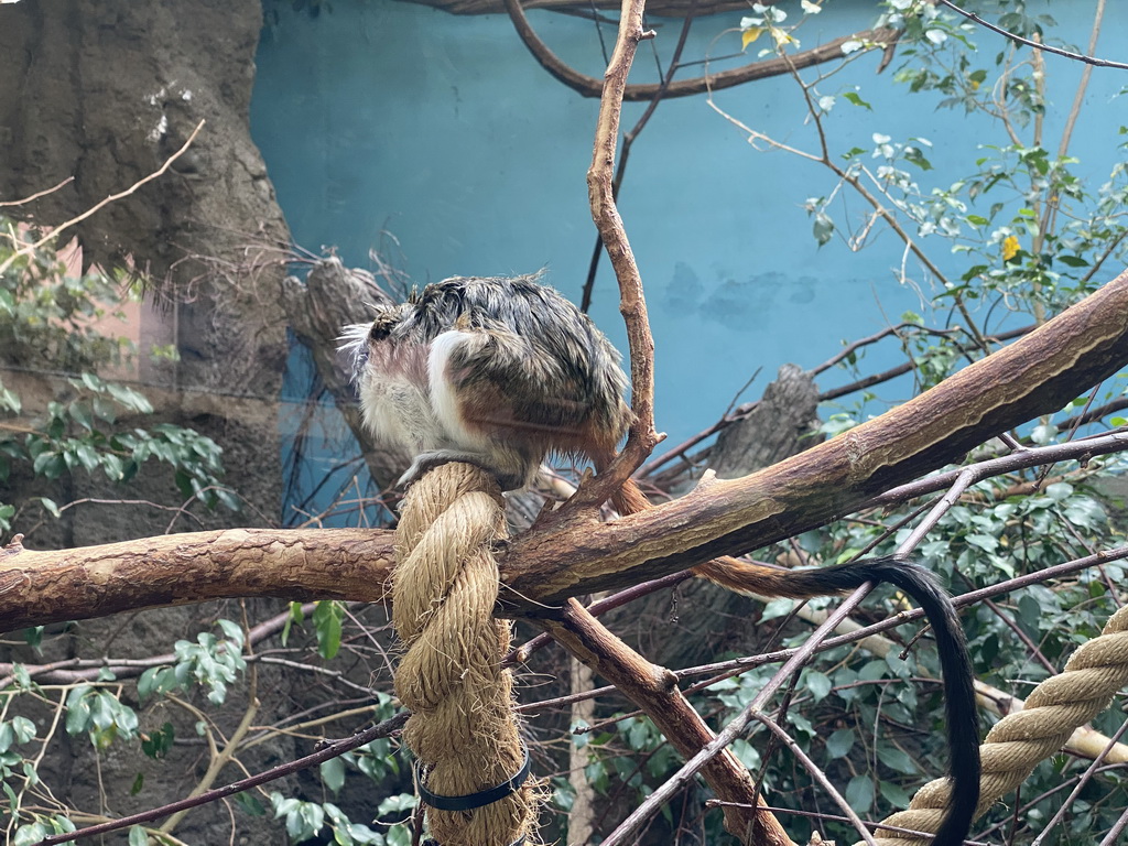 Cotton-top Tamarin at the Oceanium at the Diergaarde Blijdorp zoo