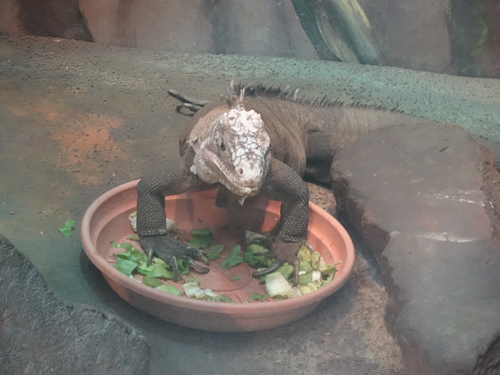 Lizard at the Oceanium at the Diergaarde Blijdorp zoo