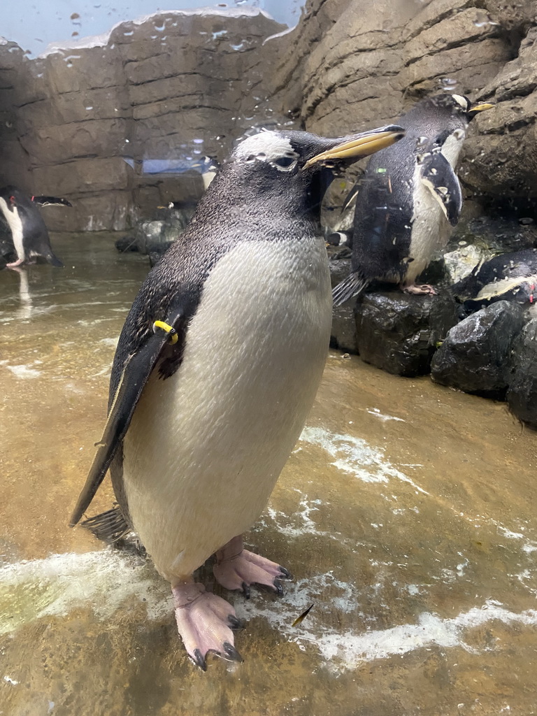 Gentoo Penguins at the Falklands section at the Oceanium at the Diergaarde Blijdorp zoo