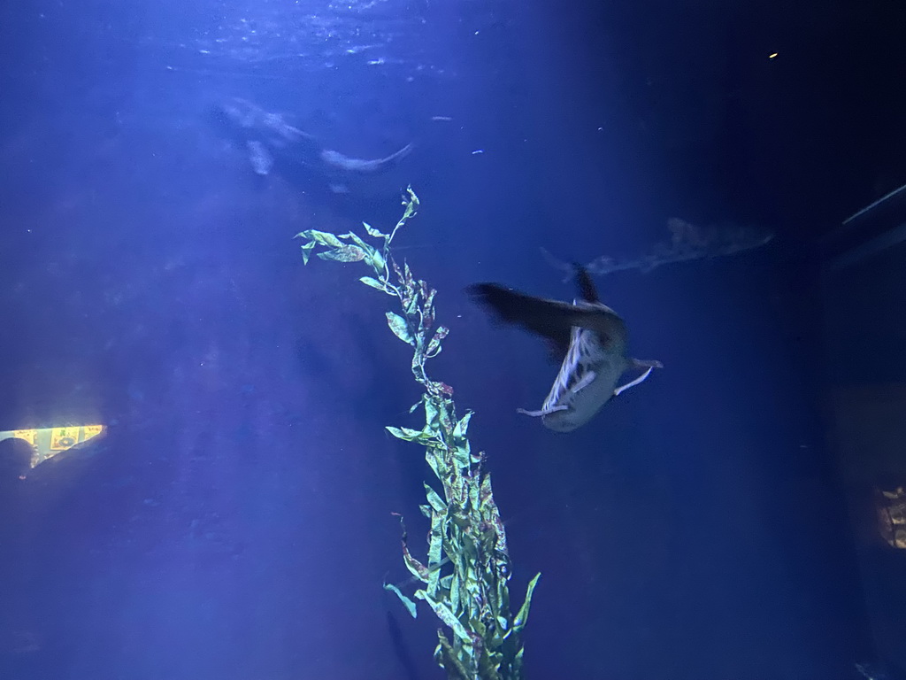 Sharks at the Oceanium at the Diergaarde Blijdorp zoo