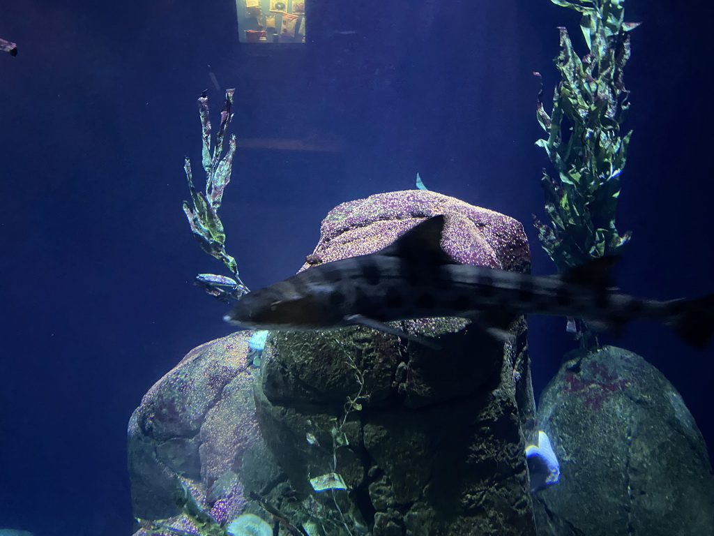 Sharks at the Oceanium at the Diergaarde Blijdorp zoo