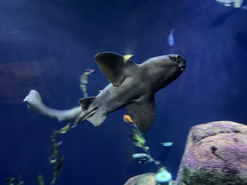 Shark at the Oceanium at the Diergaarde Blijdorp zoo