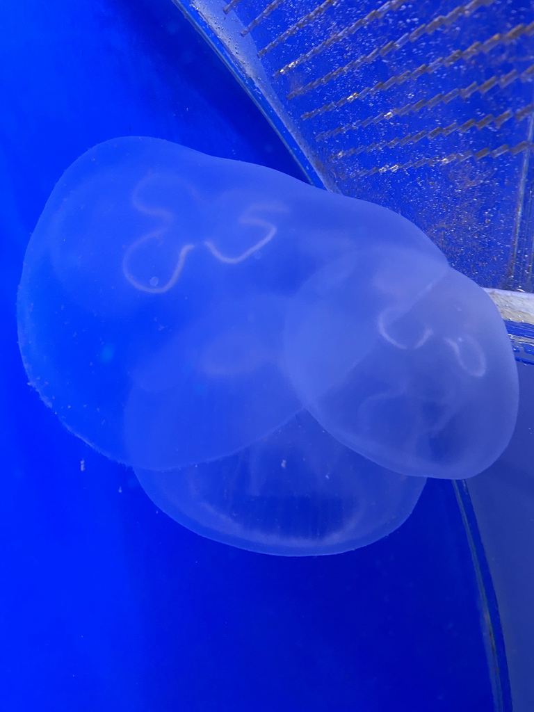 Jellyfishes at the Oceanium at the Diergaarde Blijdorp zoo