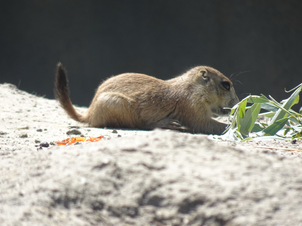 Prairie Dog at the North America area at the Diergaarde Blijdorp zoo