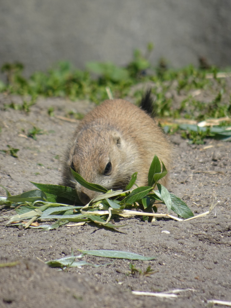 Prairie Dog at the North America area at the Diergaarde Blijdorp zoo