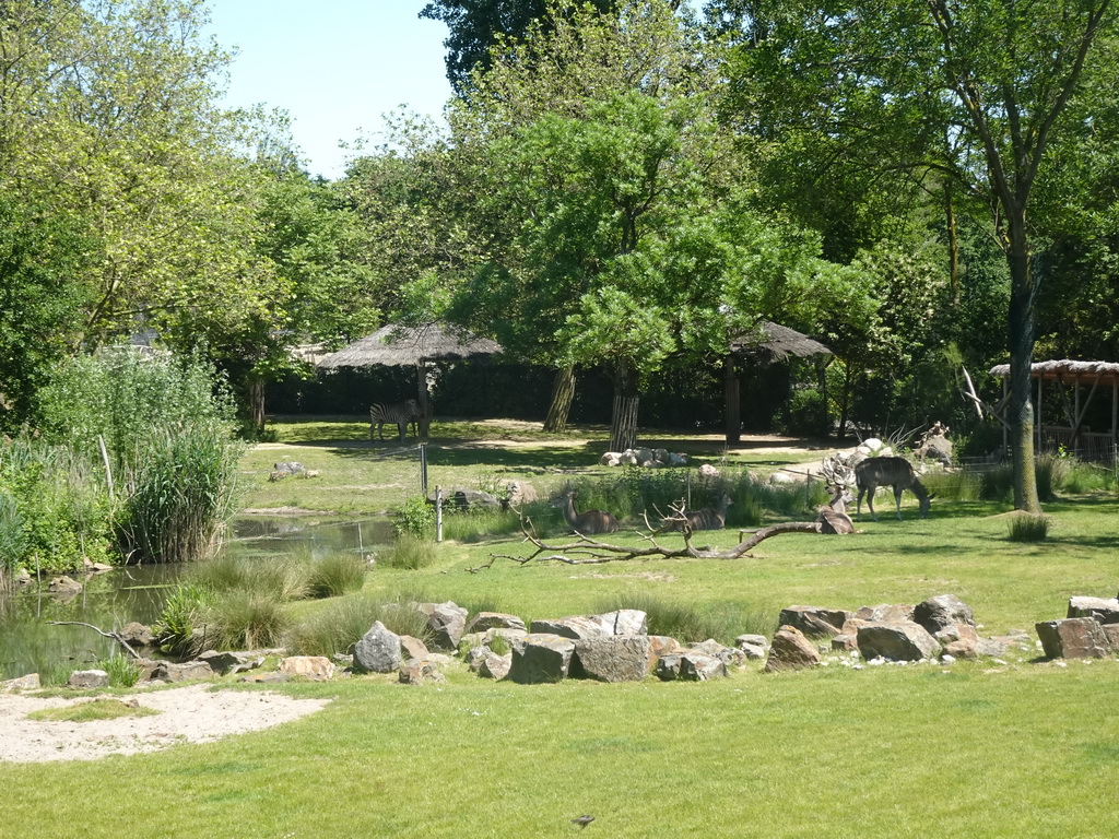 Giraffe at the Africa area at the Diergaarde Blijdorp zoo