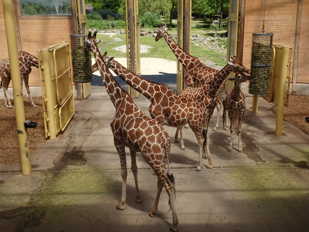 Giraffes at the Africa area at the Diergaarde Blijdorp zoo