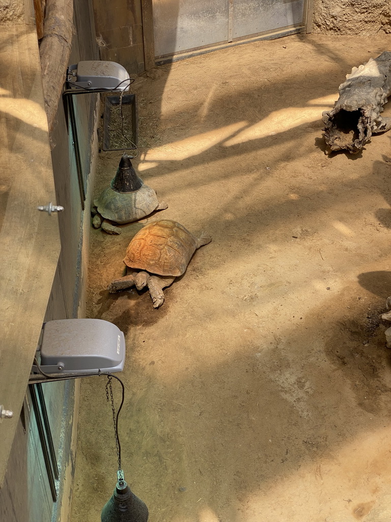 Tortoises at the Crocodile River at the Africa area at the Diergaarde Blijdorp zoo