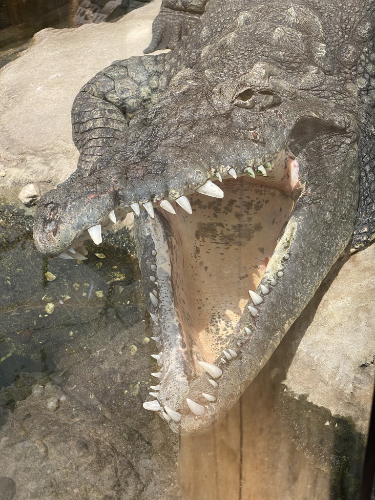 Head of a Nile Crocodile at the Crocodile River at the Africa area at the Diergaarde Blijdorp zoo