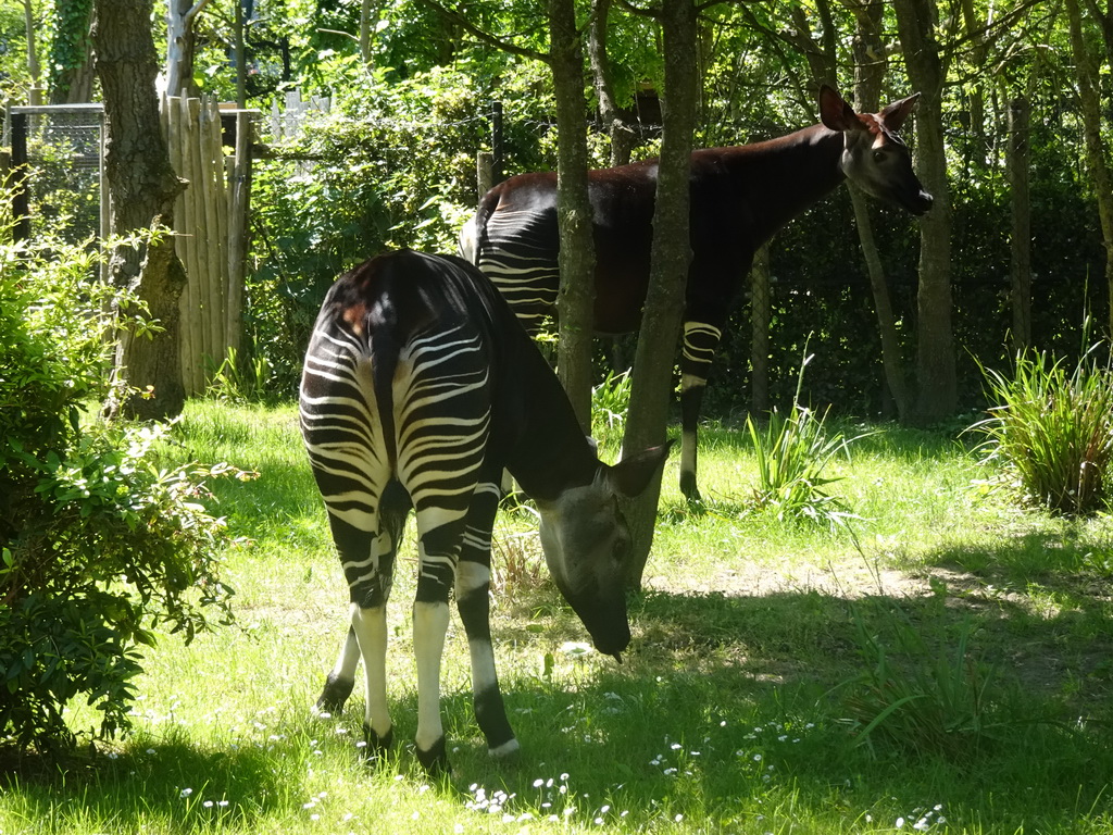 Okapis at the Congo section at the Africa area at the Diergaarde Blijdorp zoo