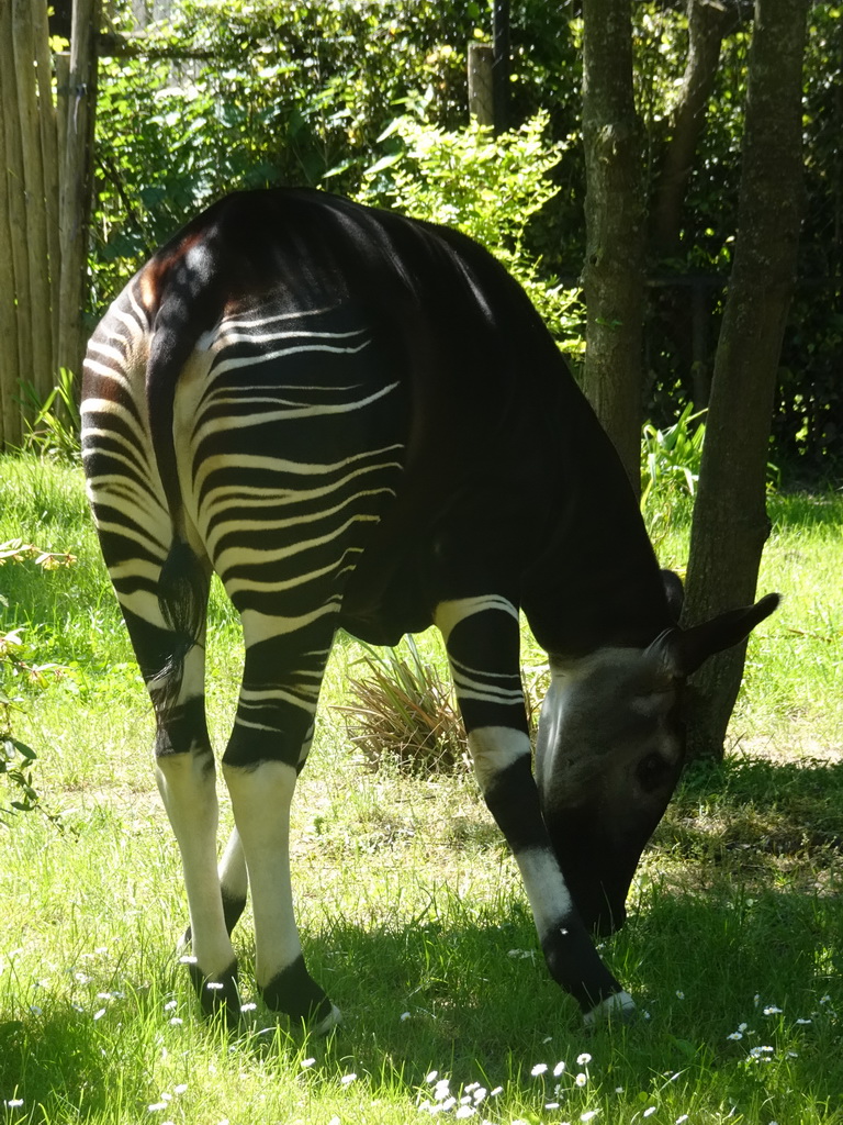 Okapi at the Congo section at the Africa area at the Diergaarde Blijdorp zoo