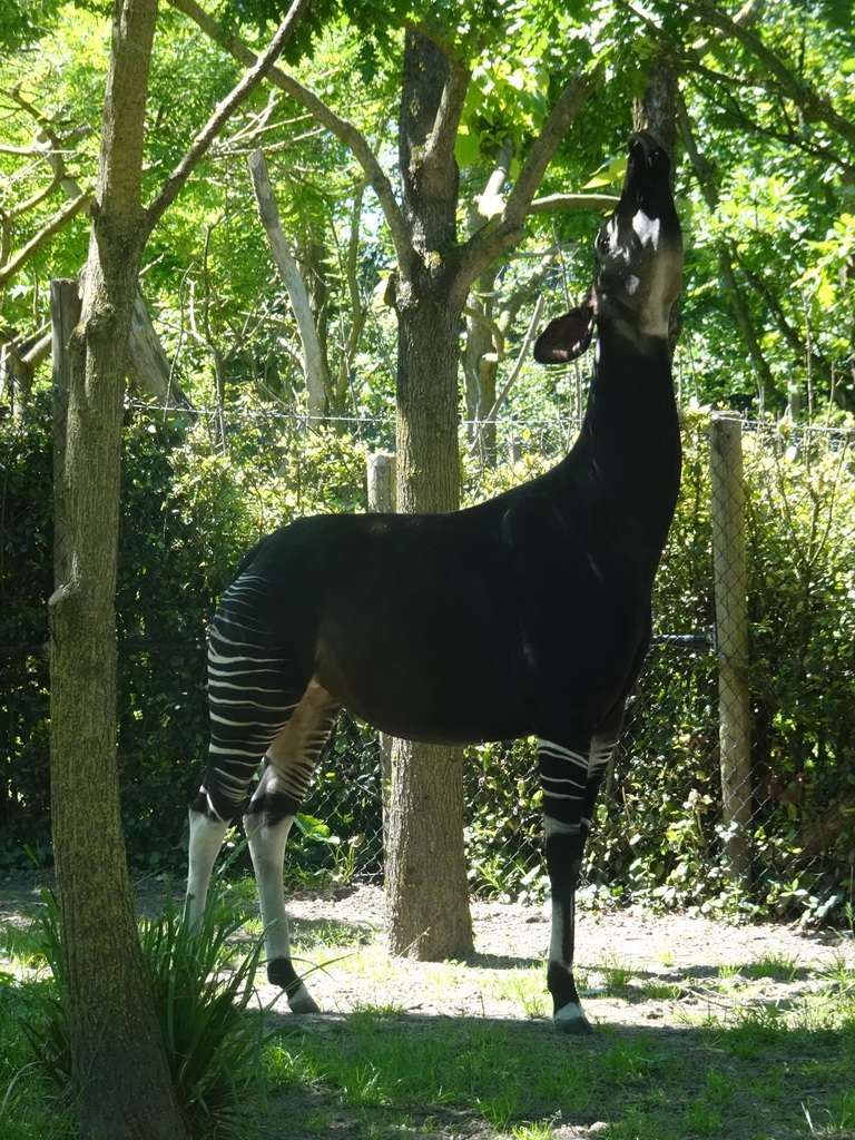 Okapi eating at the Congo section at the Africa area at the Diergaarde Blijdorp zoo