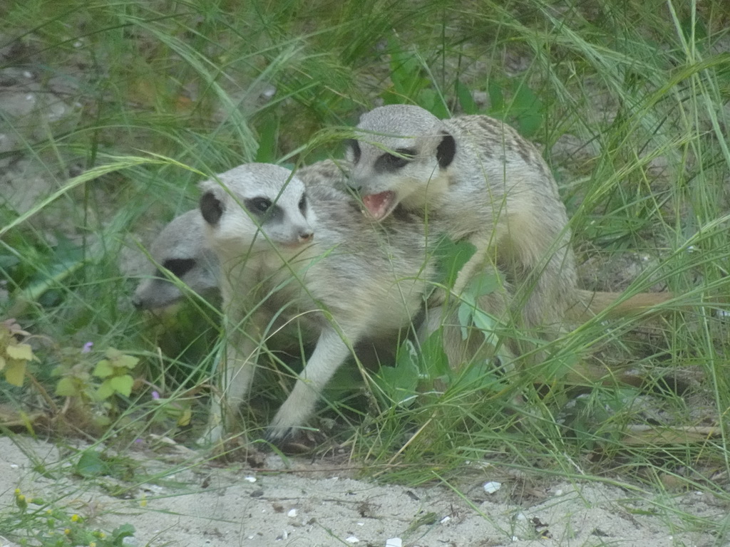 Meerkats at the Africa area at the Diergaarde Blijdorp zoo