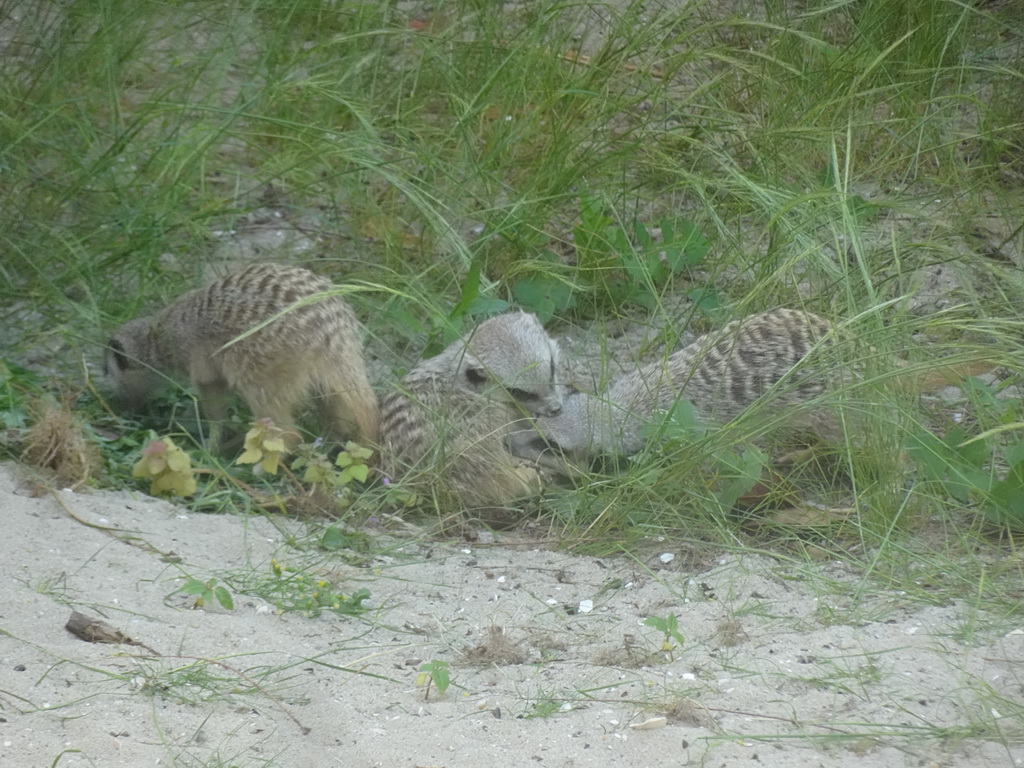 Meerkats at the Africa area at the Diergaarde Blijdorp zoo