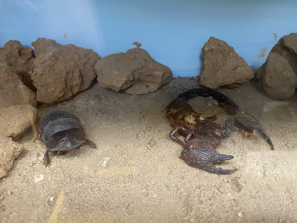 Statues of a Beetle and a Scorpion at the Egyptian House at the Biotopia playground in the Rivièrahal building at the Africa area at the Diergaarde Blijdorp zoo