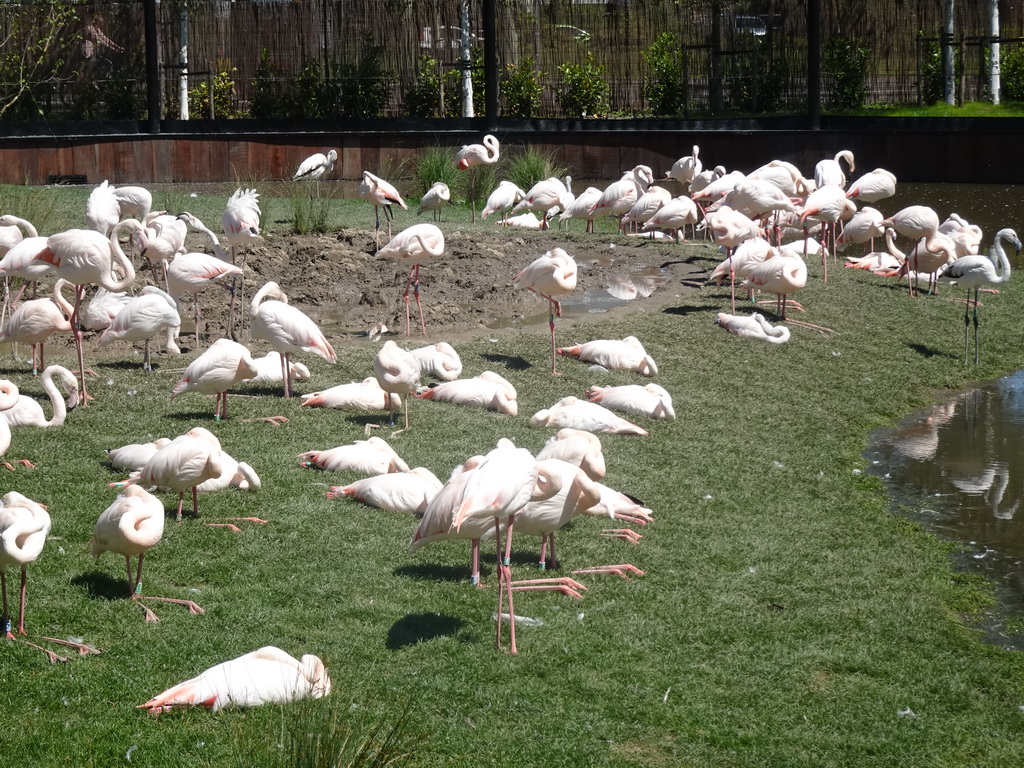 Flamingos at the Asia area at the Diergaarde Blijdorp zoo