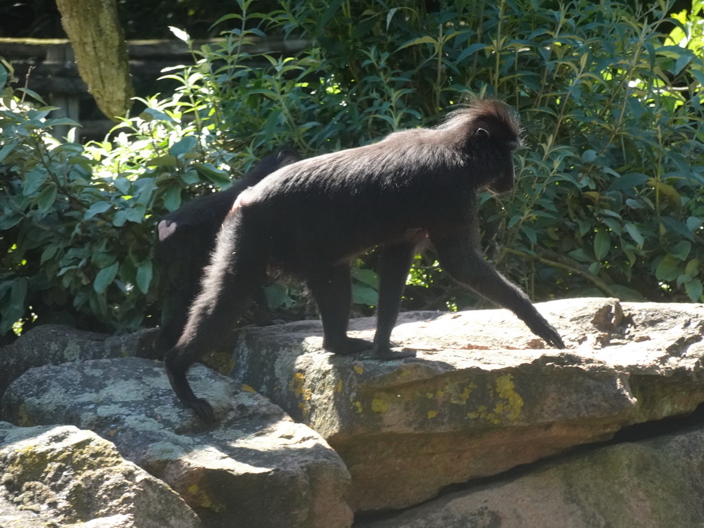 Celebes Crested Macaque at the Asian Swamp at the Asia area at the Diergaarde Blijdorp zoo