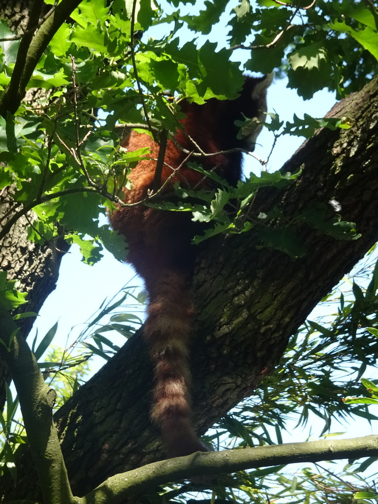 Red Panda at the Asia area at the Diergaarde Blijdorp zoo