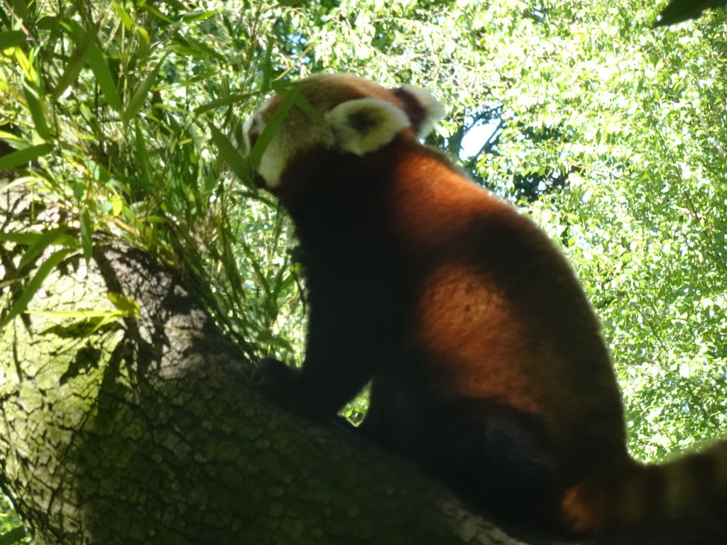 Red Panda at the Asia area at the Diergaarde Blijdorp zoo