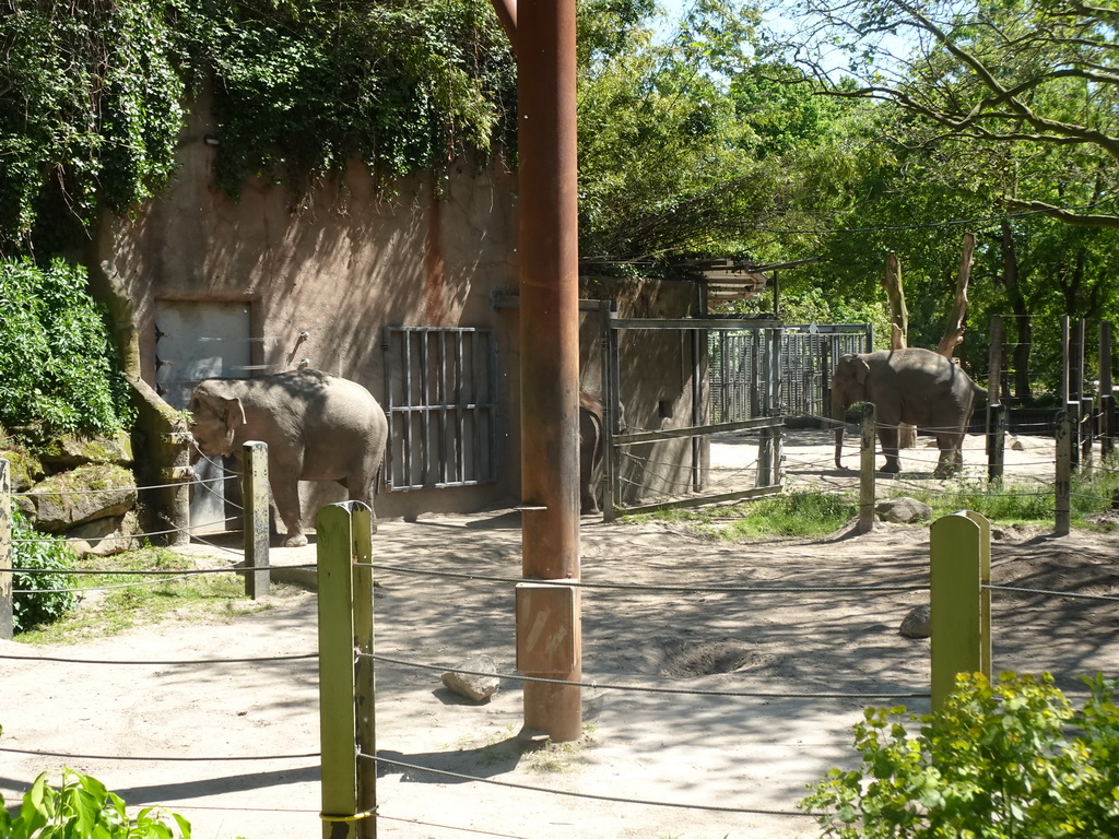 Indian Elephants at the Asia area at the Diergaarde Blijdorp zoo