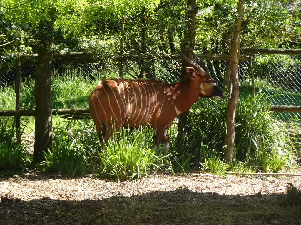 Bongo at the Africa area at the Diergaarde Blijdorp zoo