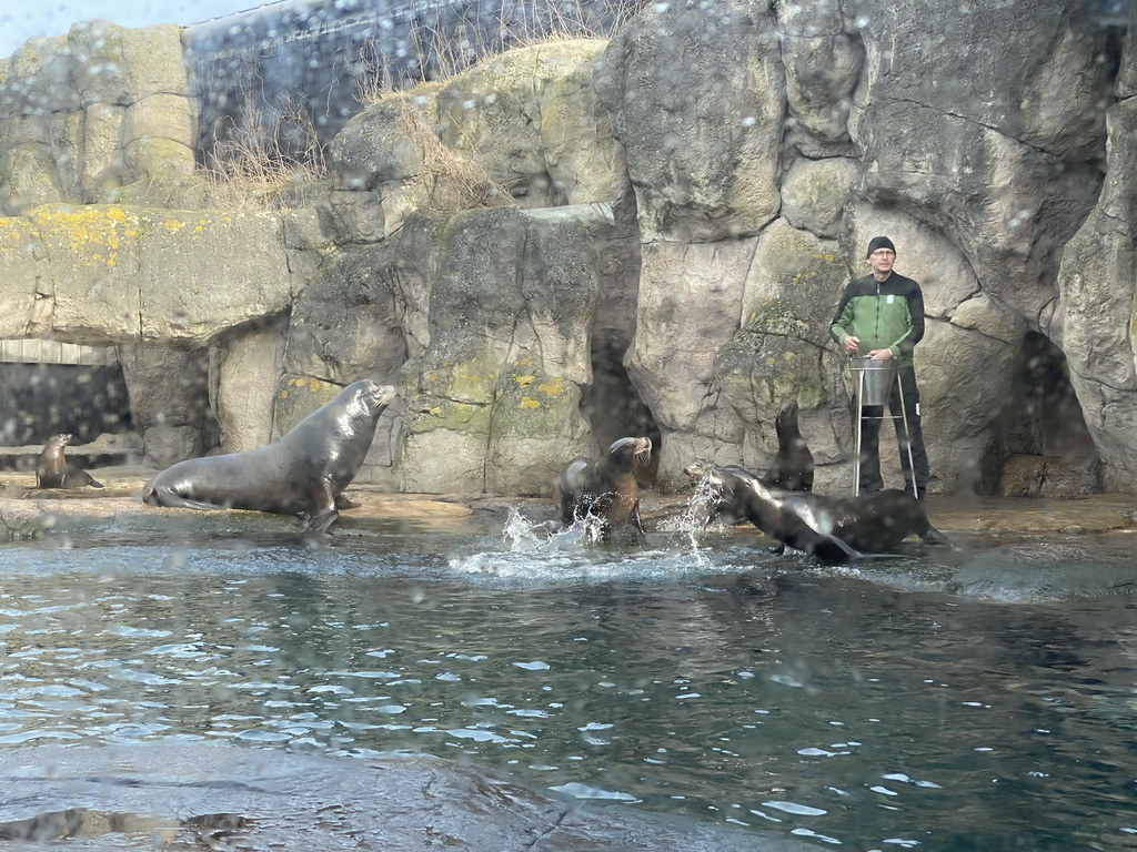 Zookeeper and California Sea Lions at the Oceanium at the Diergaarde Blijdorp zoo, during the feeding