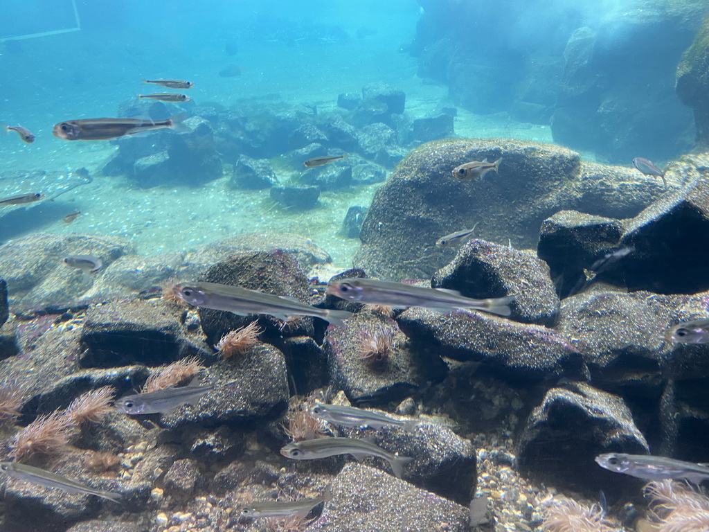 Silversides at the Bass Rock section at the Oceanium at the Diergaarde Blijdorp zoo