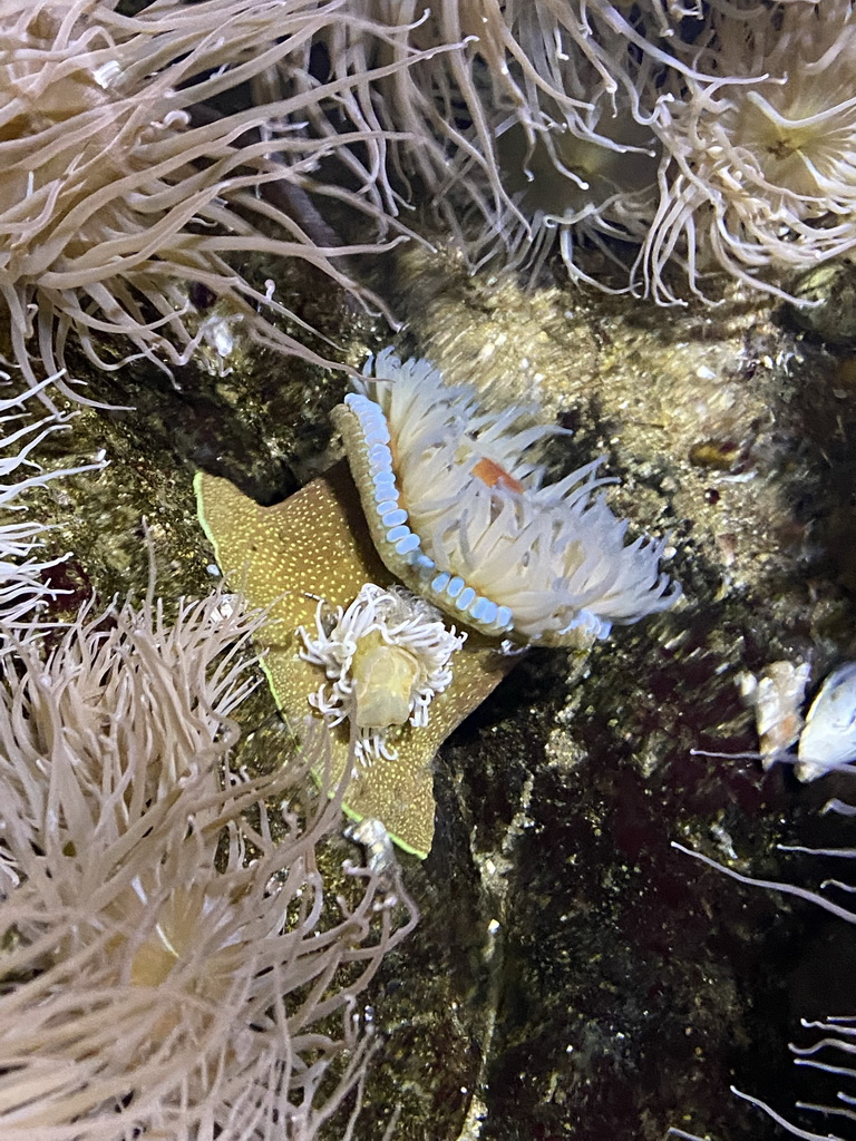 Sea Anemone at the Oceanium at the Diergaarde Blijdorp zoo