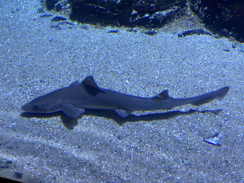 Shark at the Oceanium at the Diergaarde Blijdorp zoo