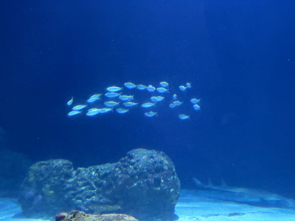 School of fish at the Shark Tunnel at the Oceanium at the Diergaarde Blijdorp zoo