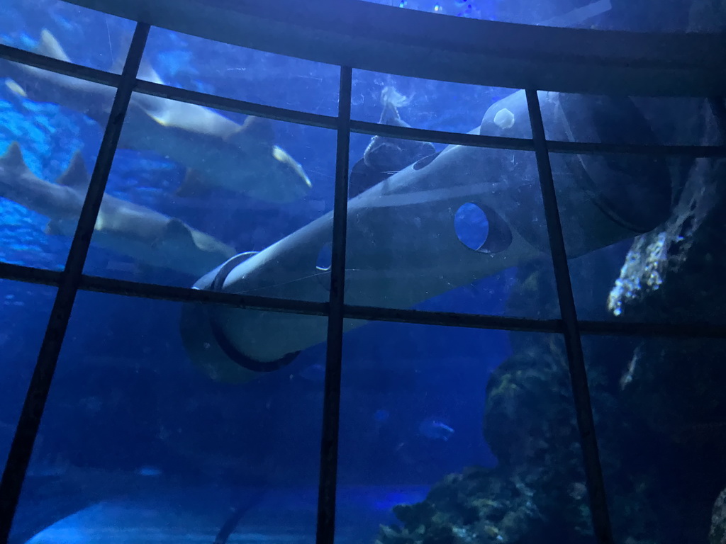 Shark at the Oceanium at the Diergaarde Blijdorp zoo, viewed from the shark cage