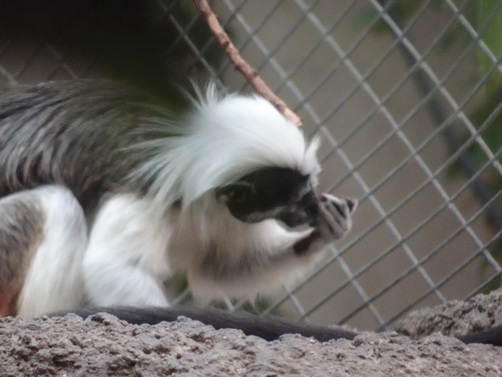 Cotton-top Tamarin at the Oceanium at the Diergaarde Blijdorp zoo