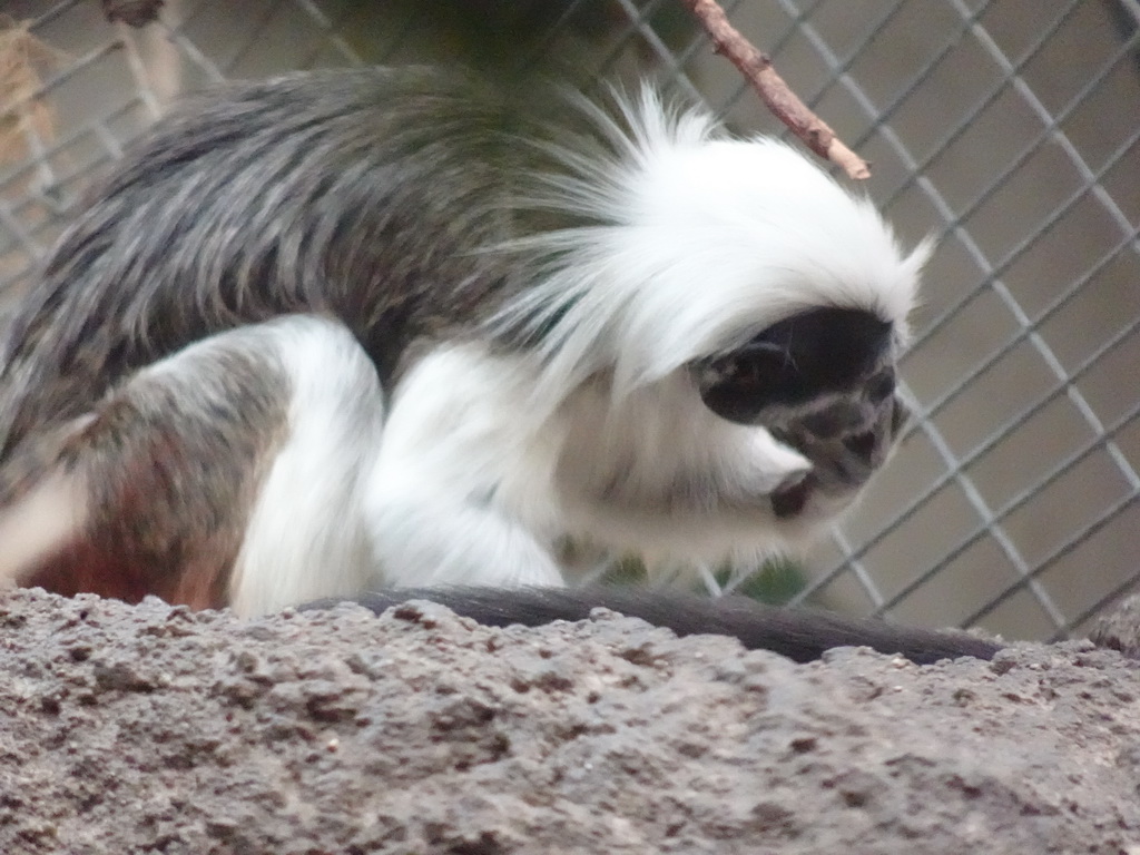 Cotton-top Tamarin at the Oceanium at the Diergaarde Blijdorp zoo