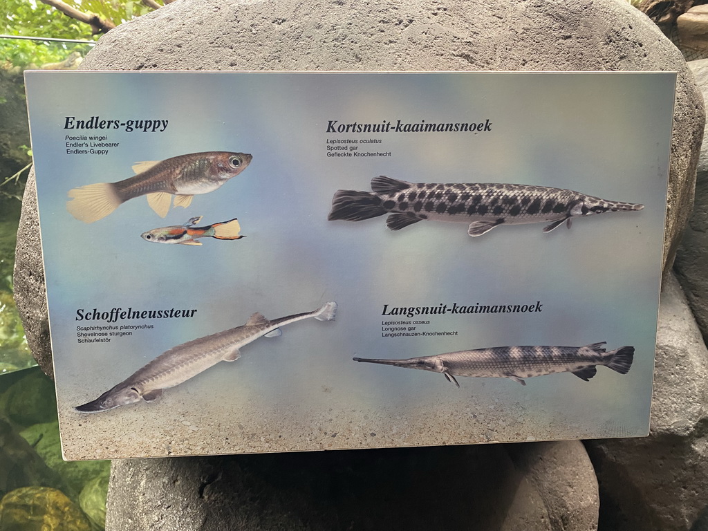 Explanation on the Endler`s Livebearer, Spotted Gar, Shovelnose Sturgeon and Longnose Gar at the Oceanium at the Diergaarde Blijdorp zoo