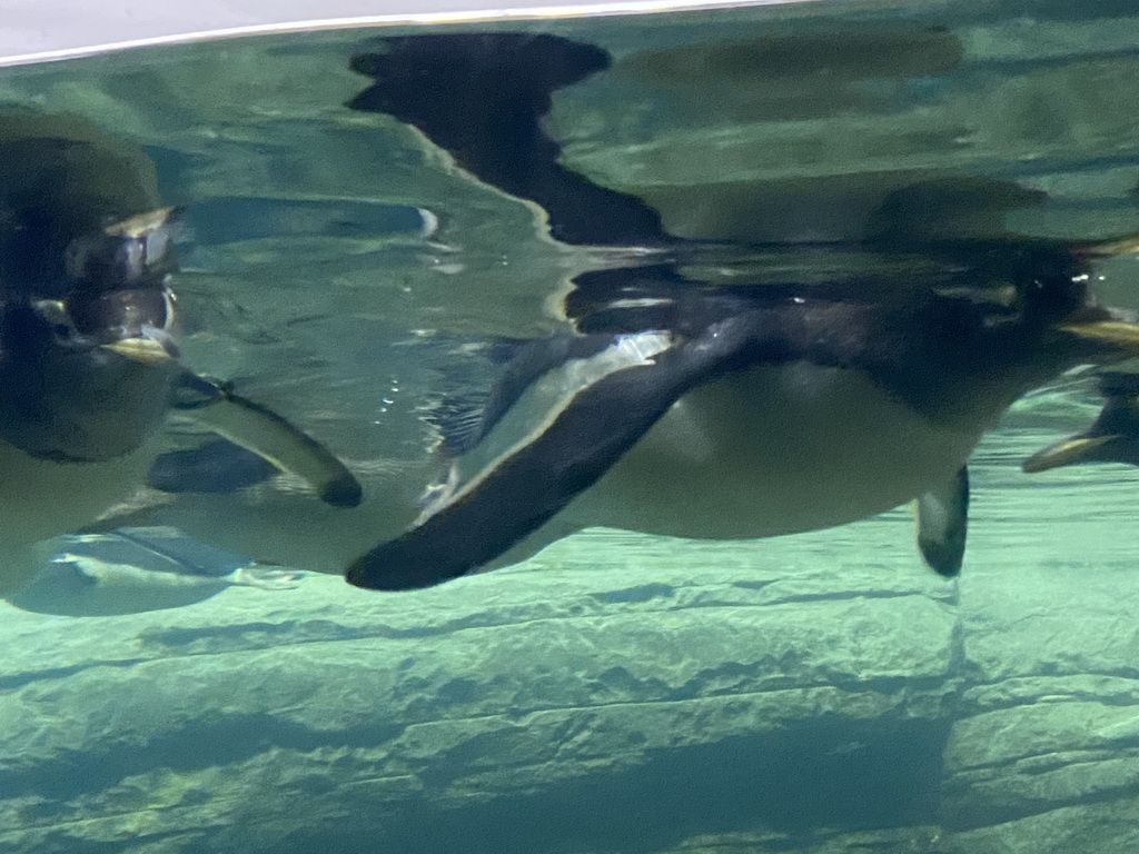 Gentoo Penguins under water at the Falklands section at the Oceanium at the Diergaarde Blijdorp zoo