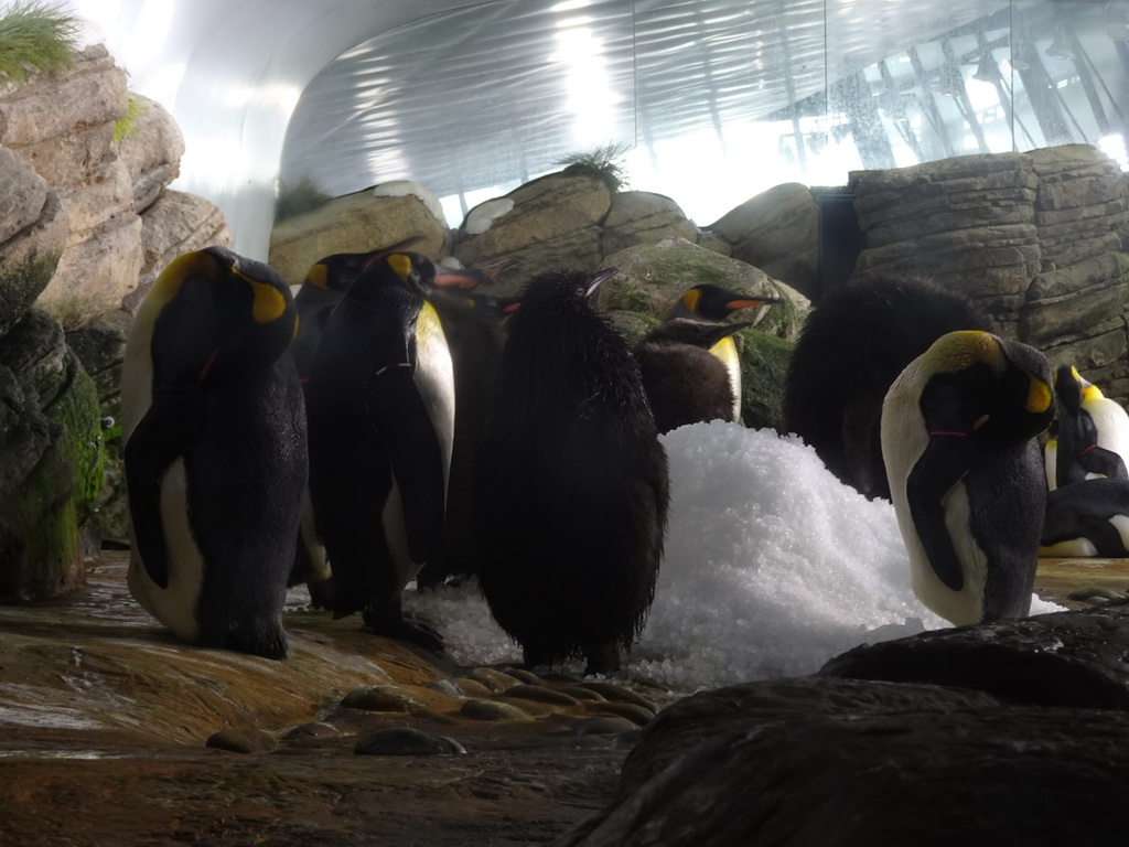 King Penguins at the Falklands section at the Oceanium at the Diergaarde Blijdorp zoo