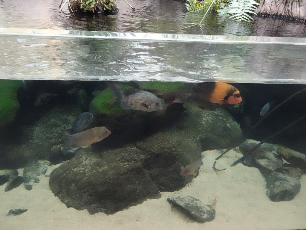 Cichlids at the Oceanium at the Diergaarde Blijdorp zoo