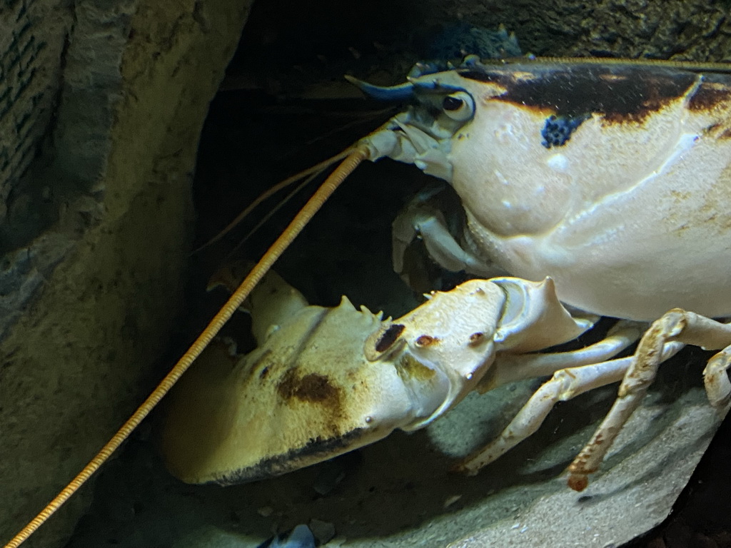 Chimeric Lobster at the Oceanium at the Diergaarde Blijdorp zoo