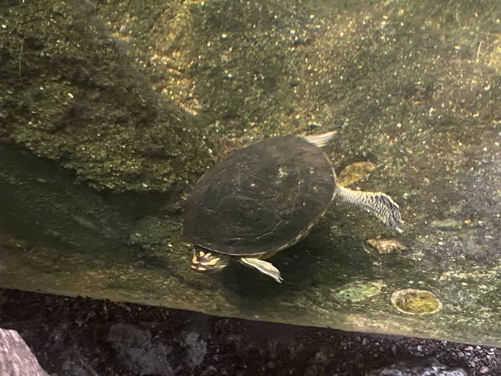 Spot-legged Turtle at the Amazonica building at the South America area at the Diergaarde Blijdorp zoo